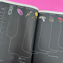 Load image into Gallery viewer, Fungarium