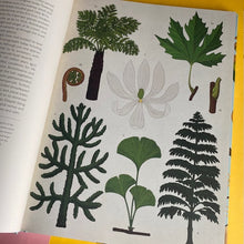 Load image into Gallery viewer, Arboretum