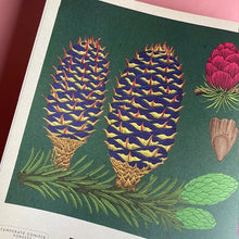 Load image into Gallery viewer, Arboretum