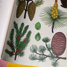 Load image into Gallery viewer, Arboretum