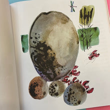 Load image into Gallery viewer, Piatti For Children