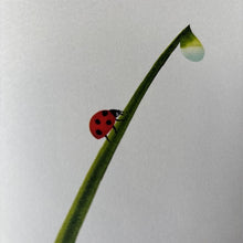 Load image into Gallery viewer, Dawn