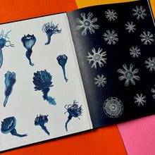 Load image into Gallery viewer, The Jellyfish Garden
