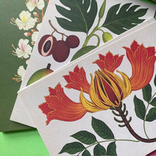 Load image into Gallery viewer, Arboretum Postcard Set