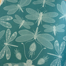 Load image into Gallery viewer, Insectarium