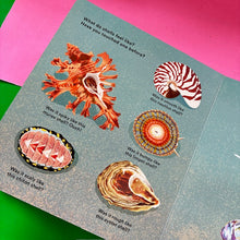 Load image into Gallery viewer, Shells... and What They Hide Inside.
