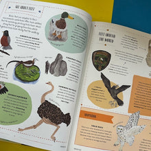 Load image into Gallery viewer, Fly