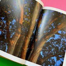 Load image into Gallery viewer, Looking At Trees