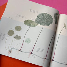 Load image into Gallery viewer, The Water Flower : The Journey of a Lotus Seed