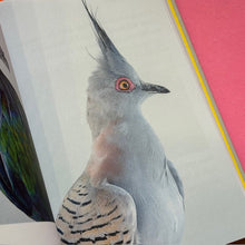 Load image into Gallery viewer, Bird