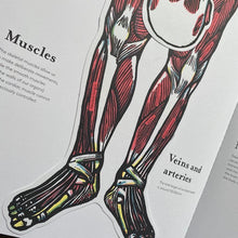 Load image into Gallery viewer, Inside The Body