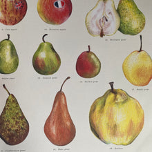 Load image into Gallery viewer, Feast Your Eyes On Food