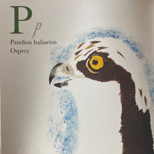 Load image into Gallery viewer, Near The Bear North