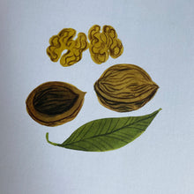 Load image into Gallery viewer, All From A Walnut