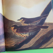 Load image into Gallery viewer, What Do You See When You Look At A Tree