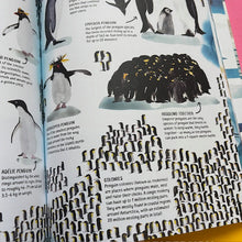 Load image into Gallery viewer, All About Antarctica
