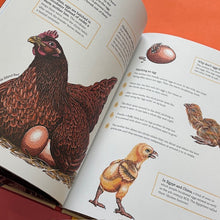 Load image into Gallery viewer, Cluck! The Eggstraordinary Story of Chickens
