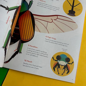 Bonkers About Beetles