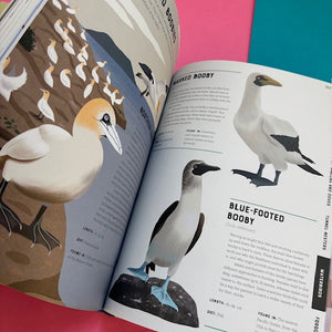 Encyclopedia of Birds