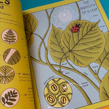 Load image into Gallery viewer, Nature Explained : A Family Guide to 20 Nature Cycles

