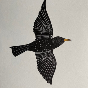 The Starling's Song