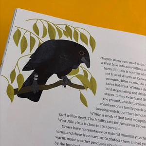 How To Know A Crow: The Biography of a Brainy Bird